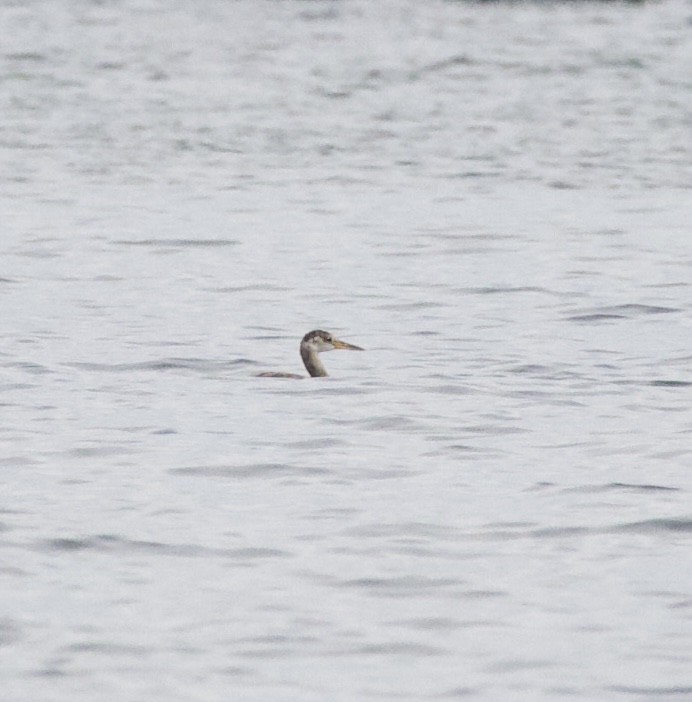 Пірникоза сірощока - ML644434789