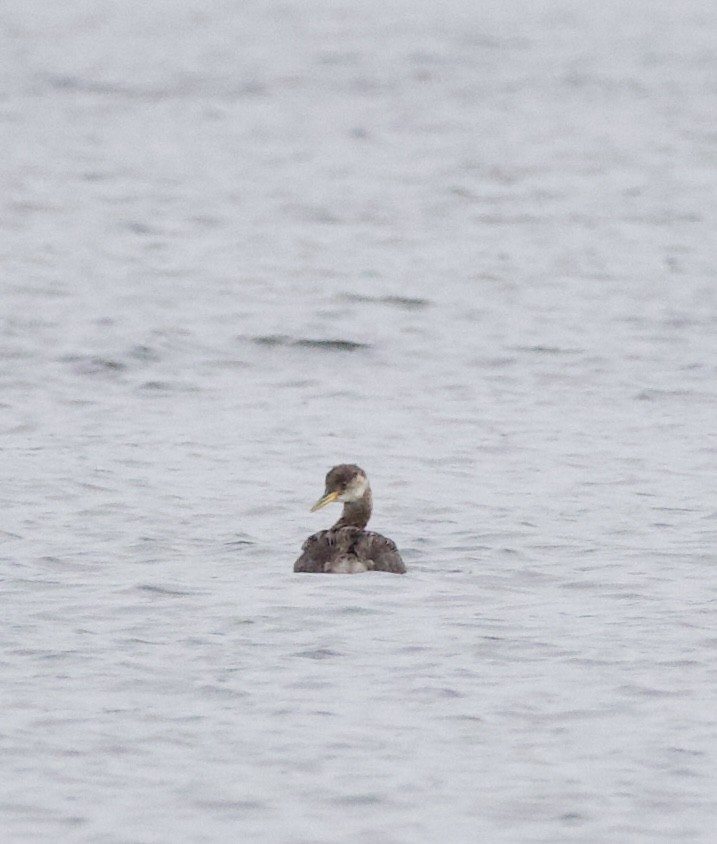 Пірникоза сірощока - ML644434792