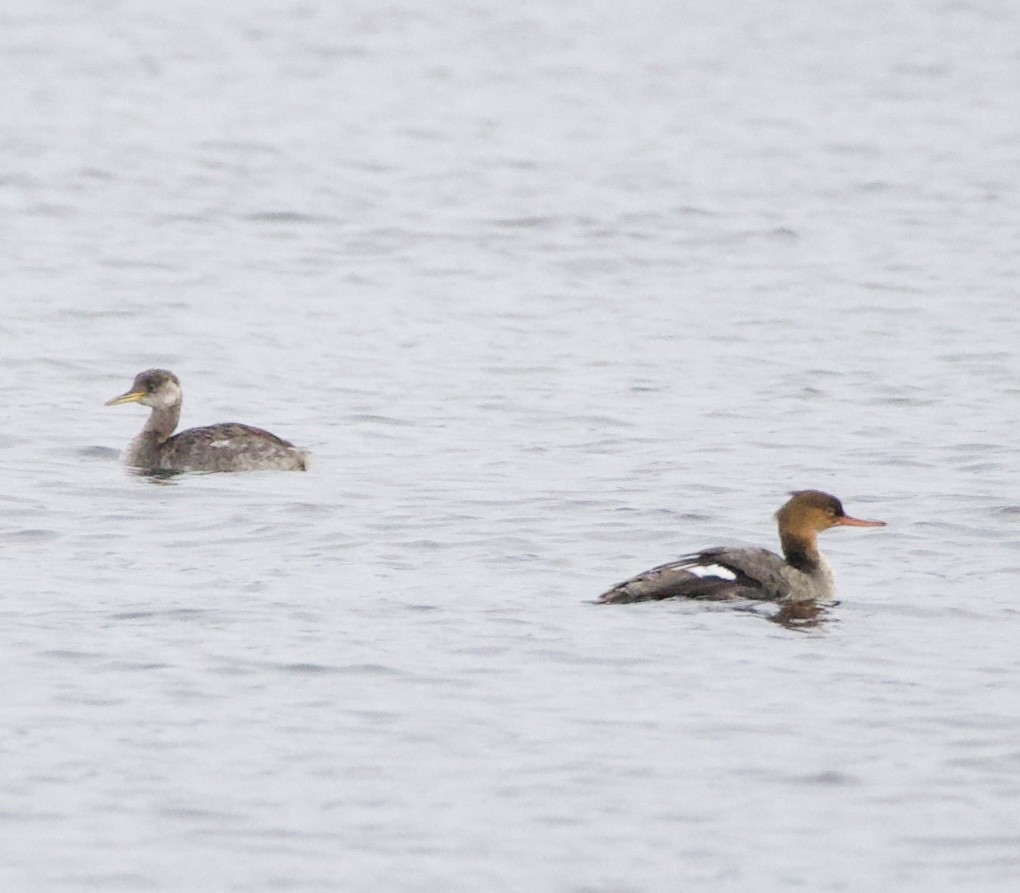 Somormujo Cuellirrojo - ML644434793