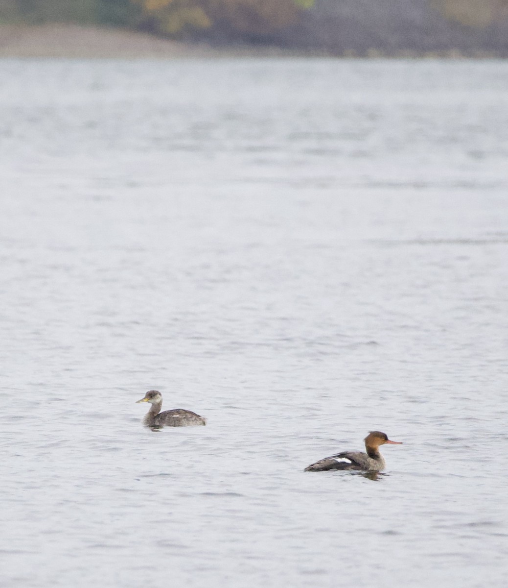 Somormujo Cuellirrojo - ML644434794