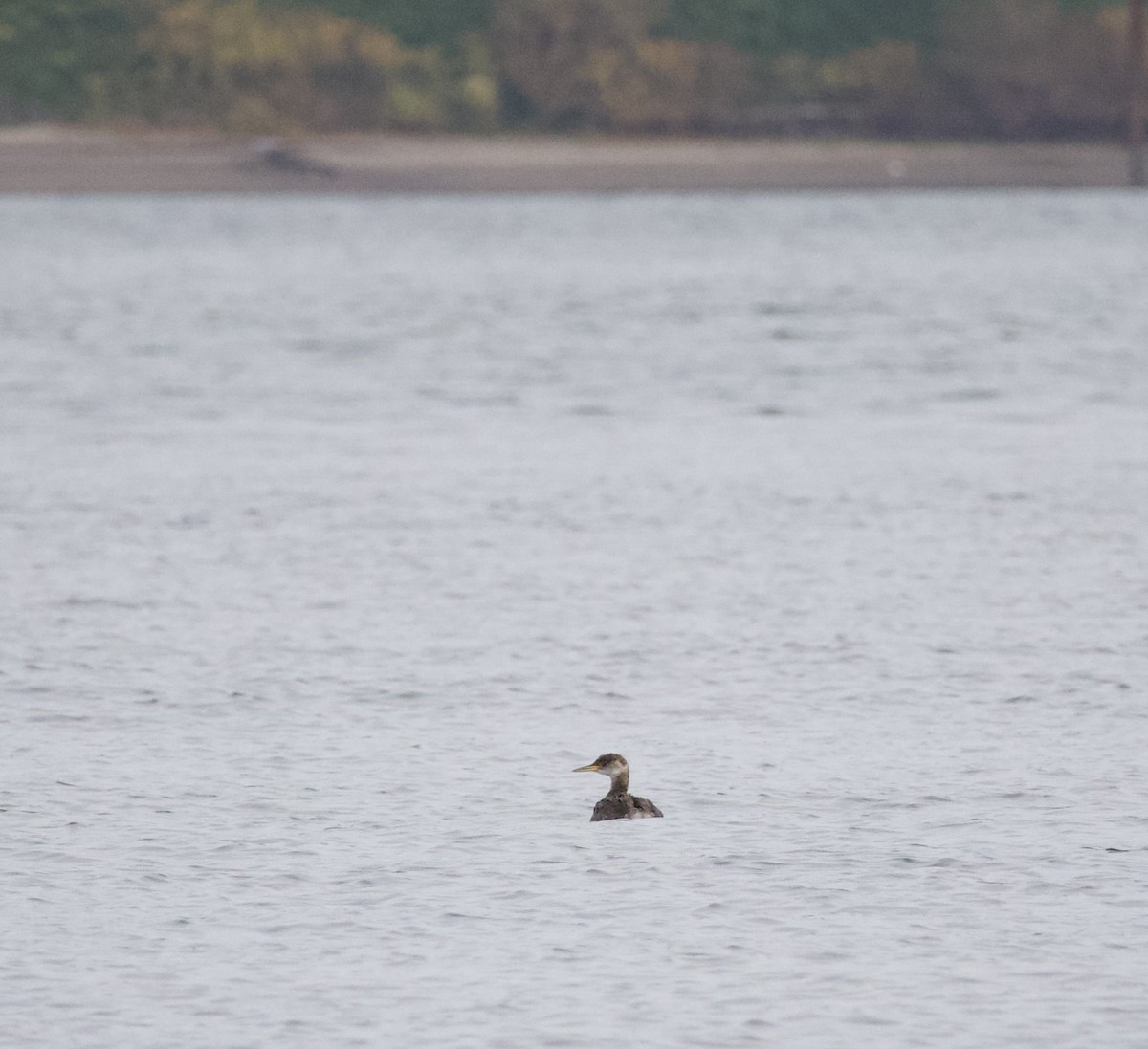 Пірникоза сірощока - ML644434795