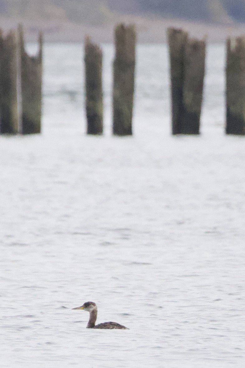 Пірникоза сірощока - ML644434796