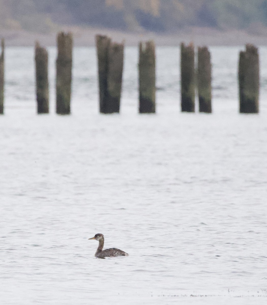 Somormujo Cuellirrojo - ML644434797