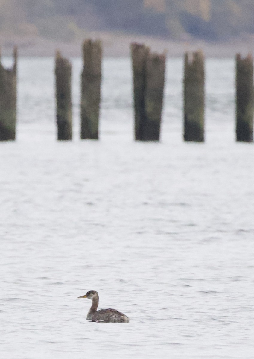 Somormujo Cuellirrojo - ML644434798