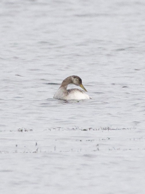 Somormujo Cuellirrojo - ML644434799