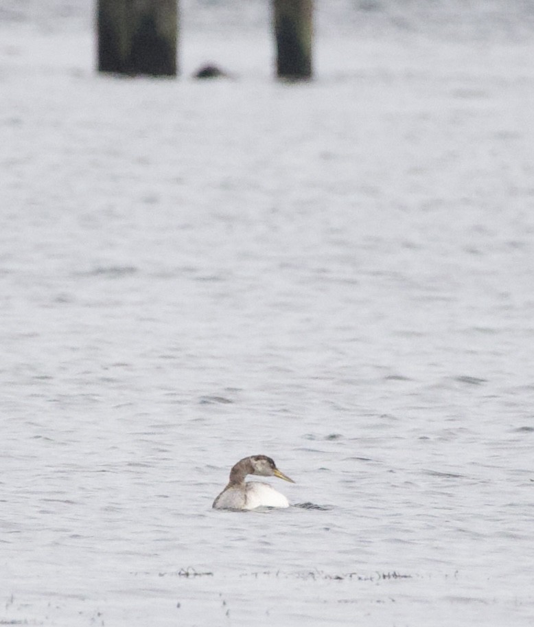 Пірникоза сірощока - ML644434800