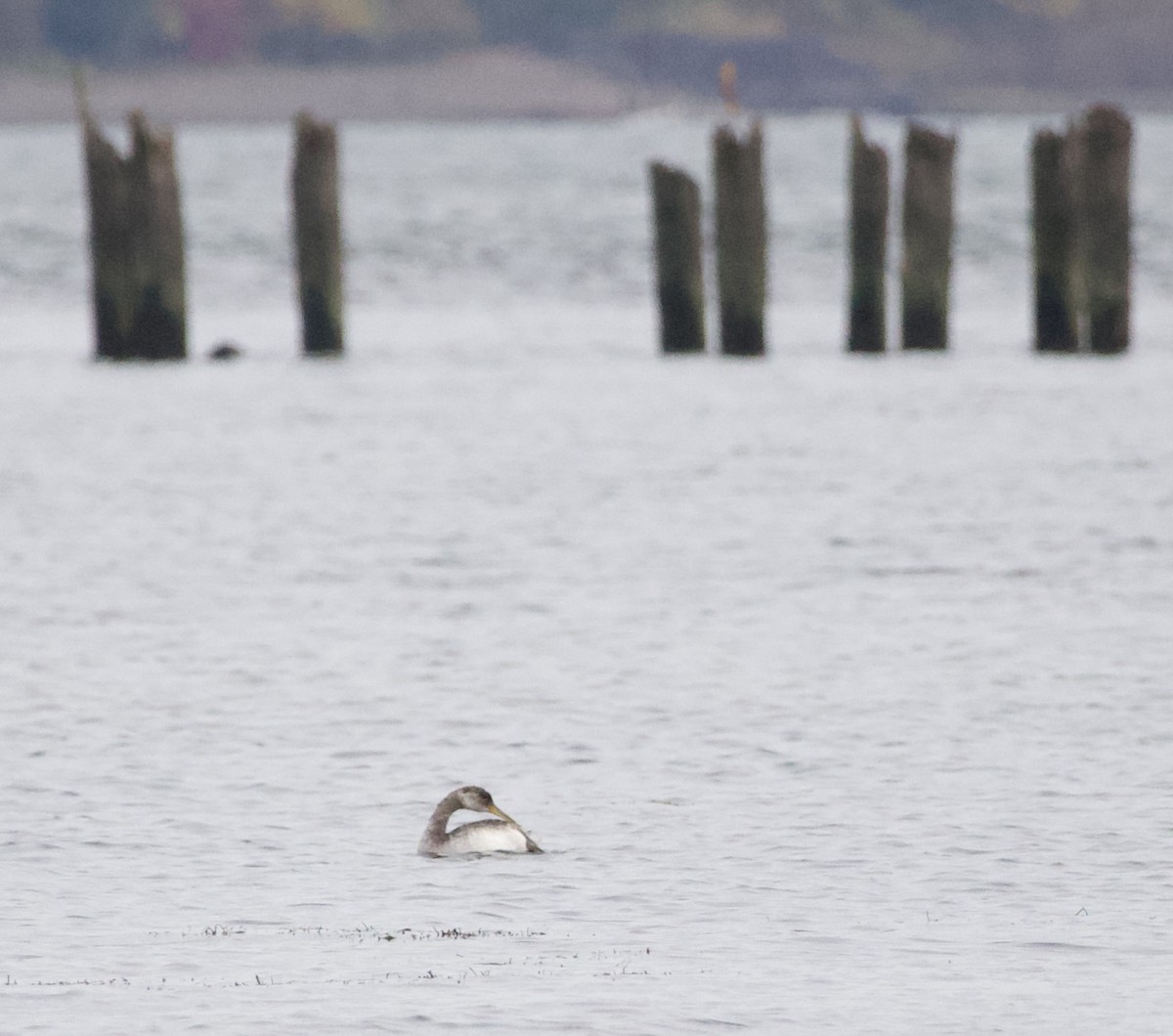 Пірникоза сірощока - ML644434801