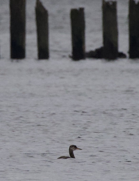 Somormujo Cuellirrojo - ML644434802