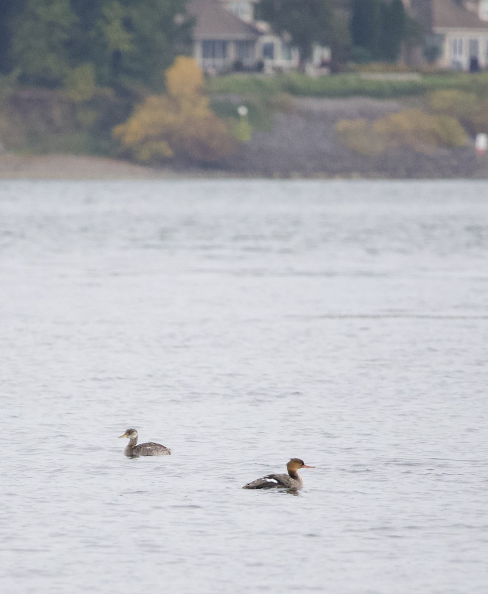 Somormujo Cuellirrojo - ML644434803