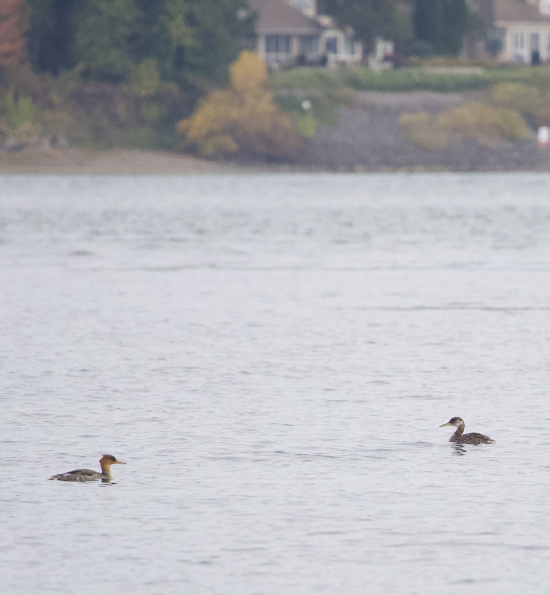 Somormujo Cuellirrojo - ML644434804