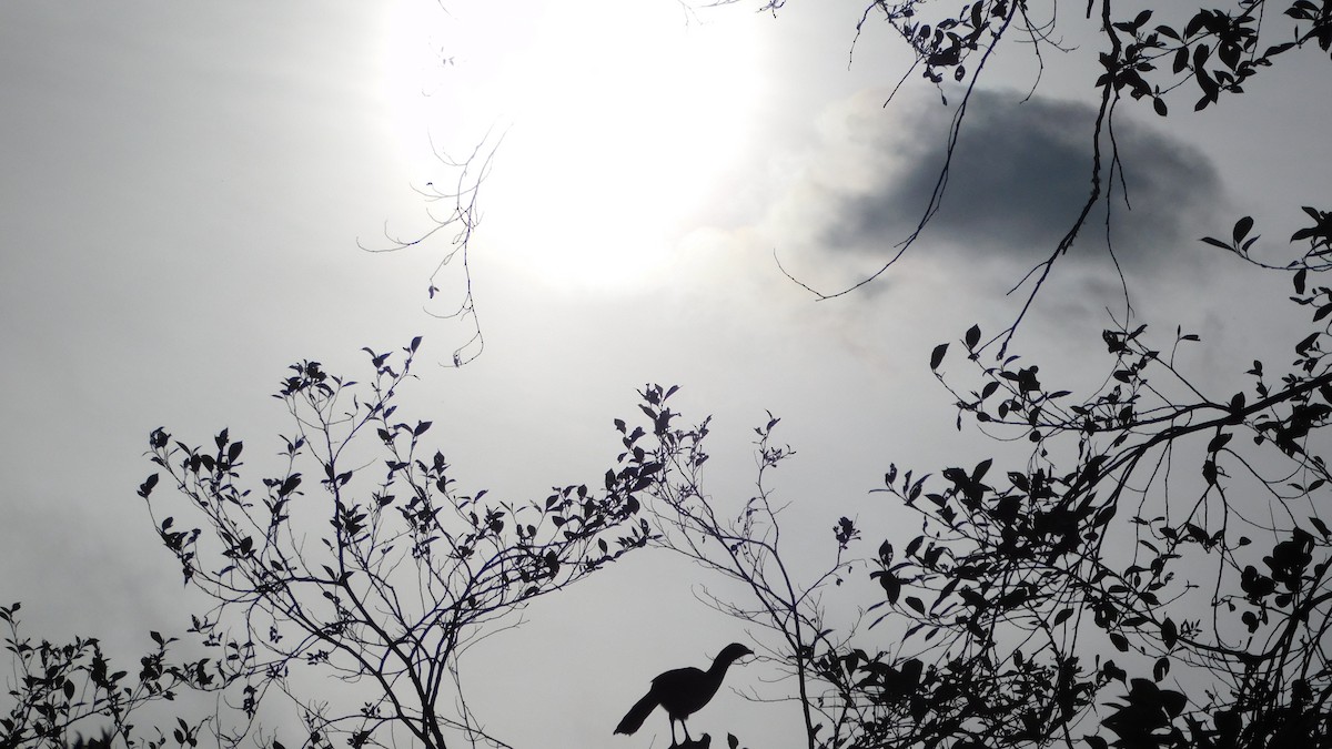 Colombian Chachalaca - ML644434806