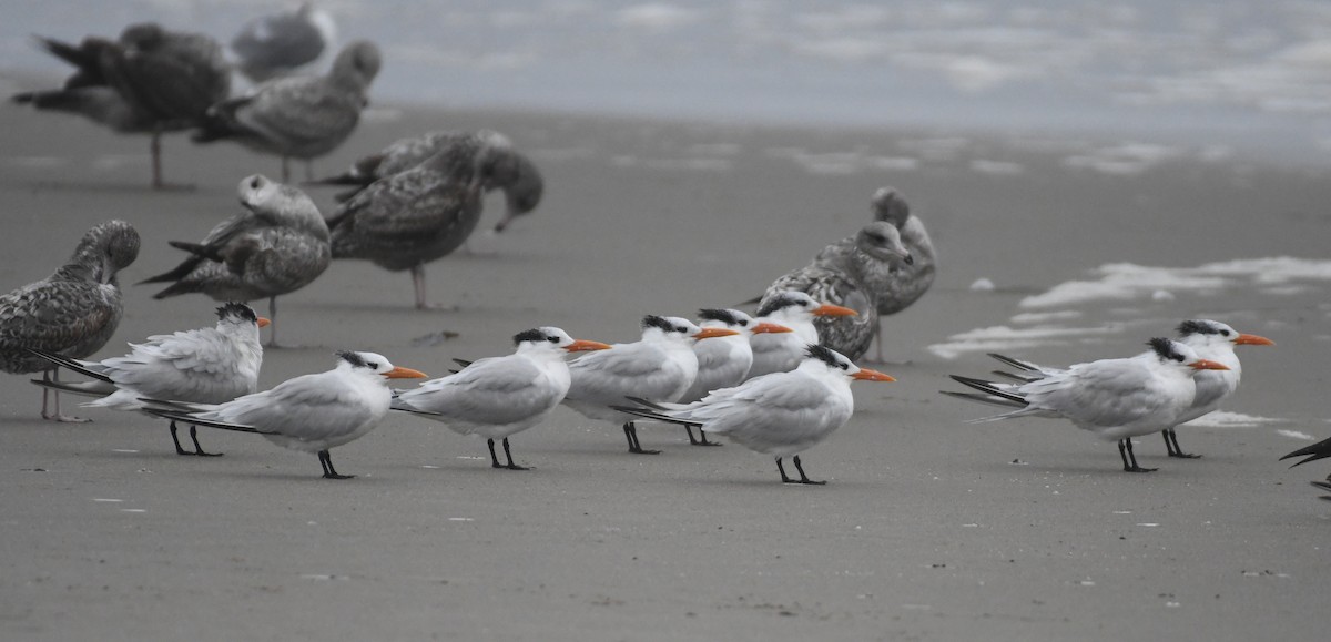 Royal Tern - ML644434807