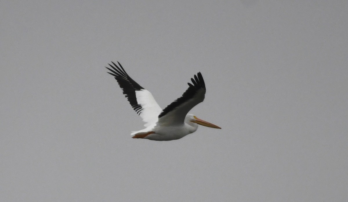 American White Pelican - ML644434809