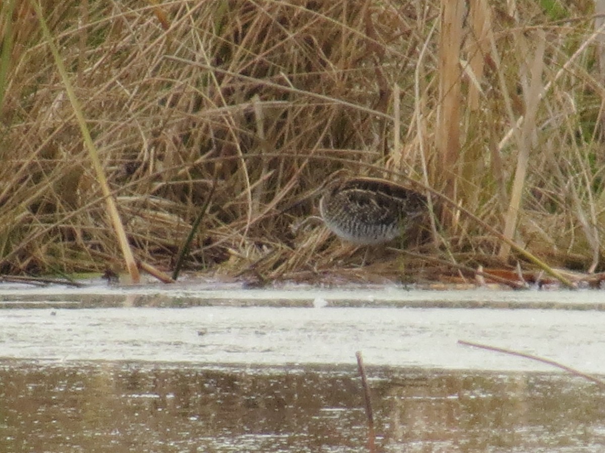Wilson's Snipe - ML644434810