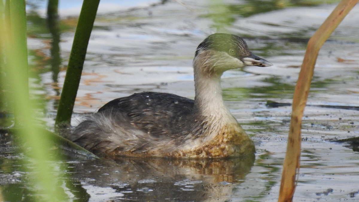 Haarschopftaucher - ML644434820