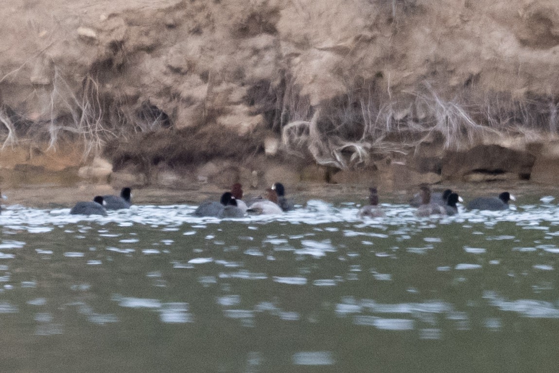 Fuligule à dos blanc - ML644434824