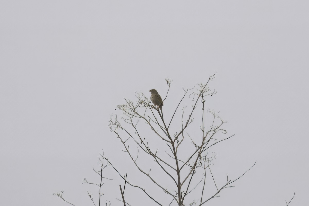Wedge-tailed Grass-Finch - ML644434826