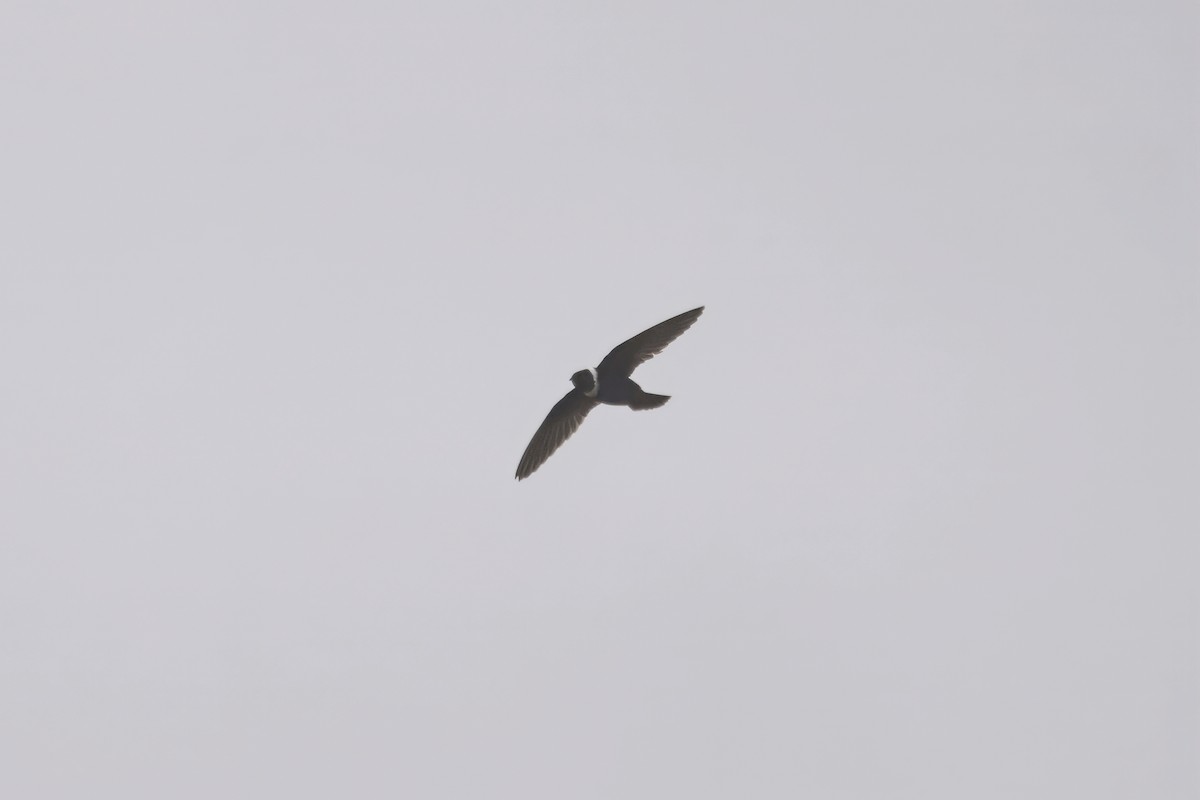 Halsbandsegler - ML644434840