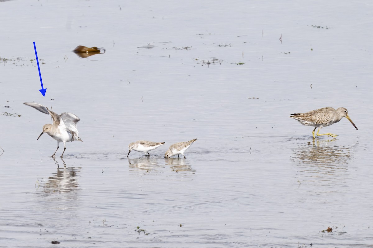 myrsnipe - ML644434842