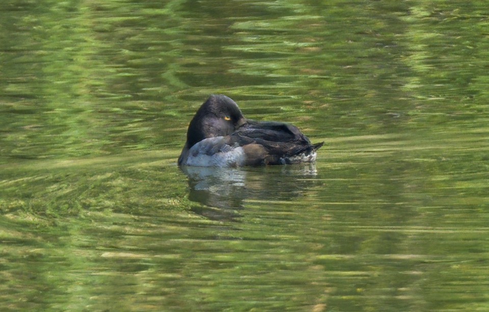 Greater/Lesser Scaup - ML644434844