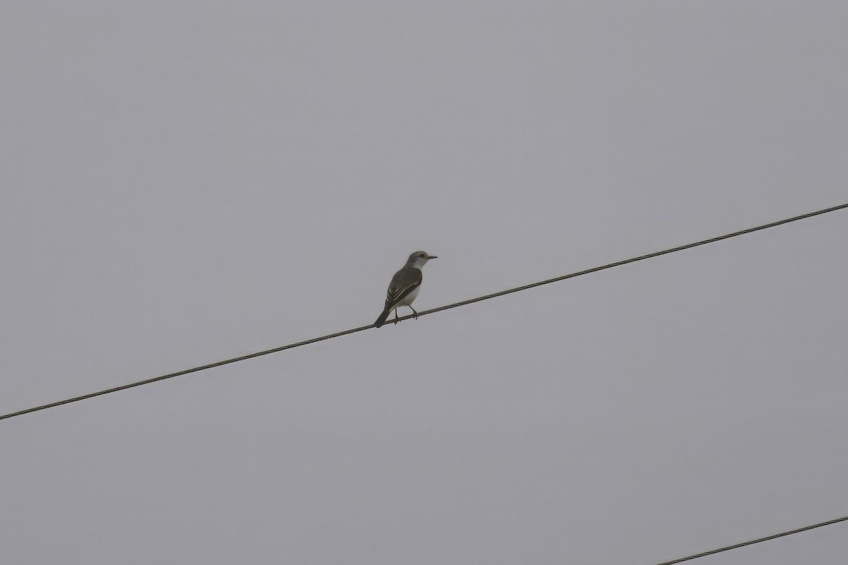 White-rumped Monjita - ML644434851