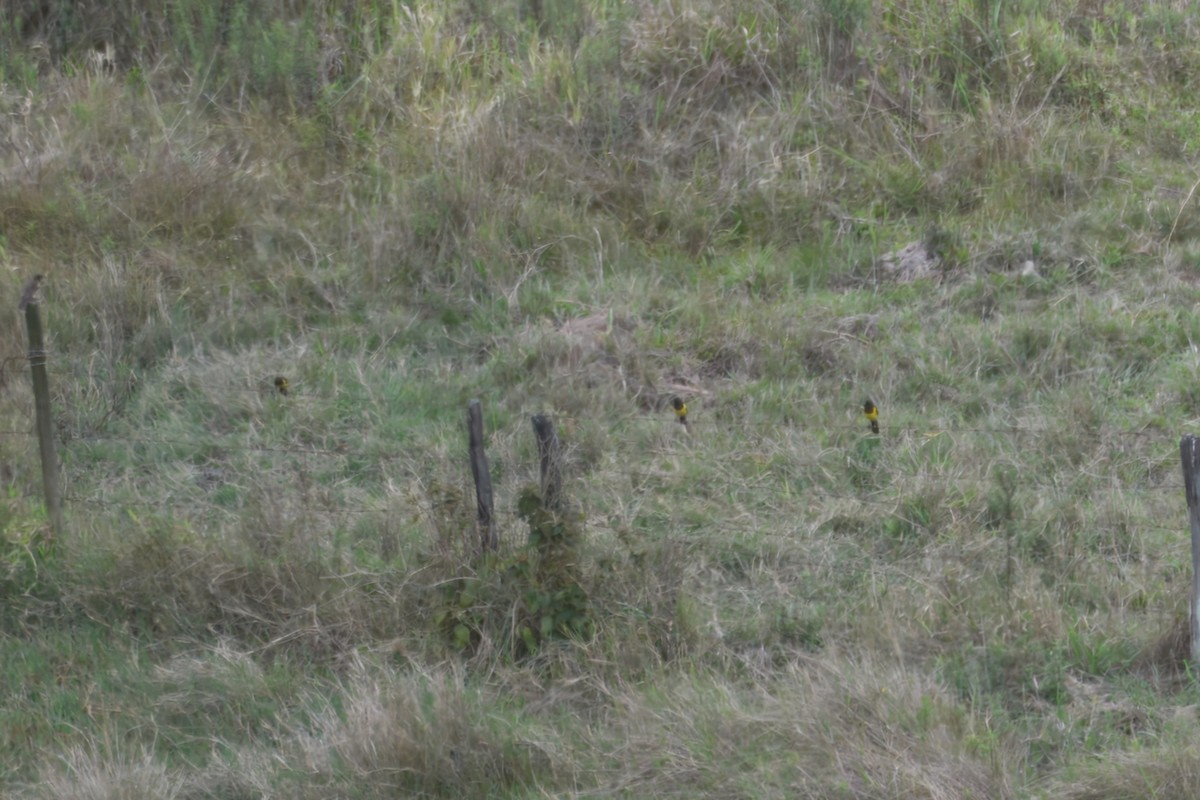 Yellow-rumped Marshbird - ML644434852