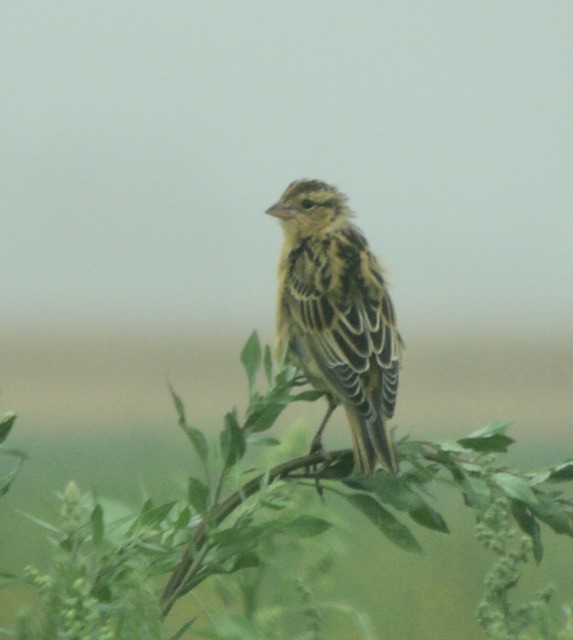 Tordo Charlatán - ML644434892