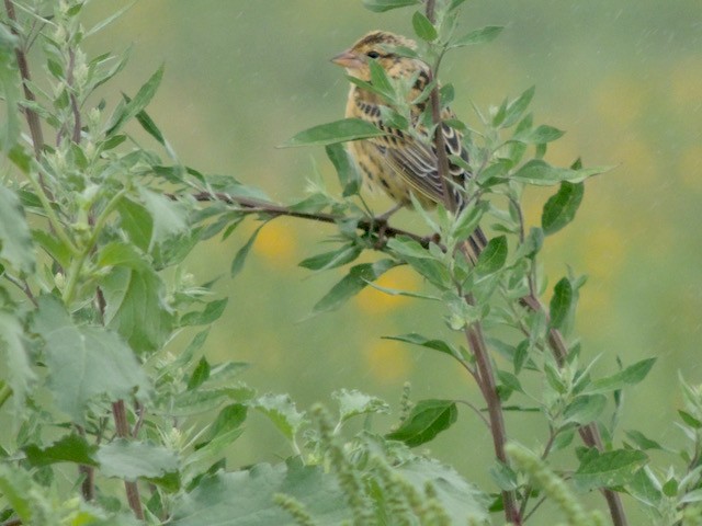 Tordo Charlatán - ML644434893