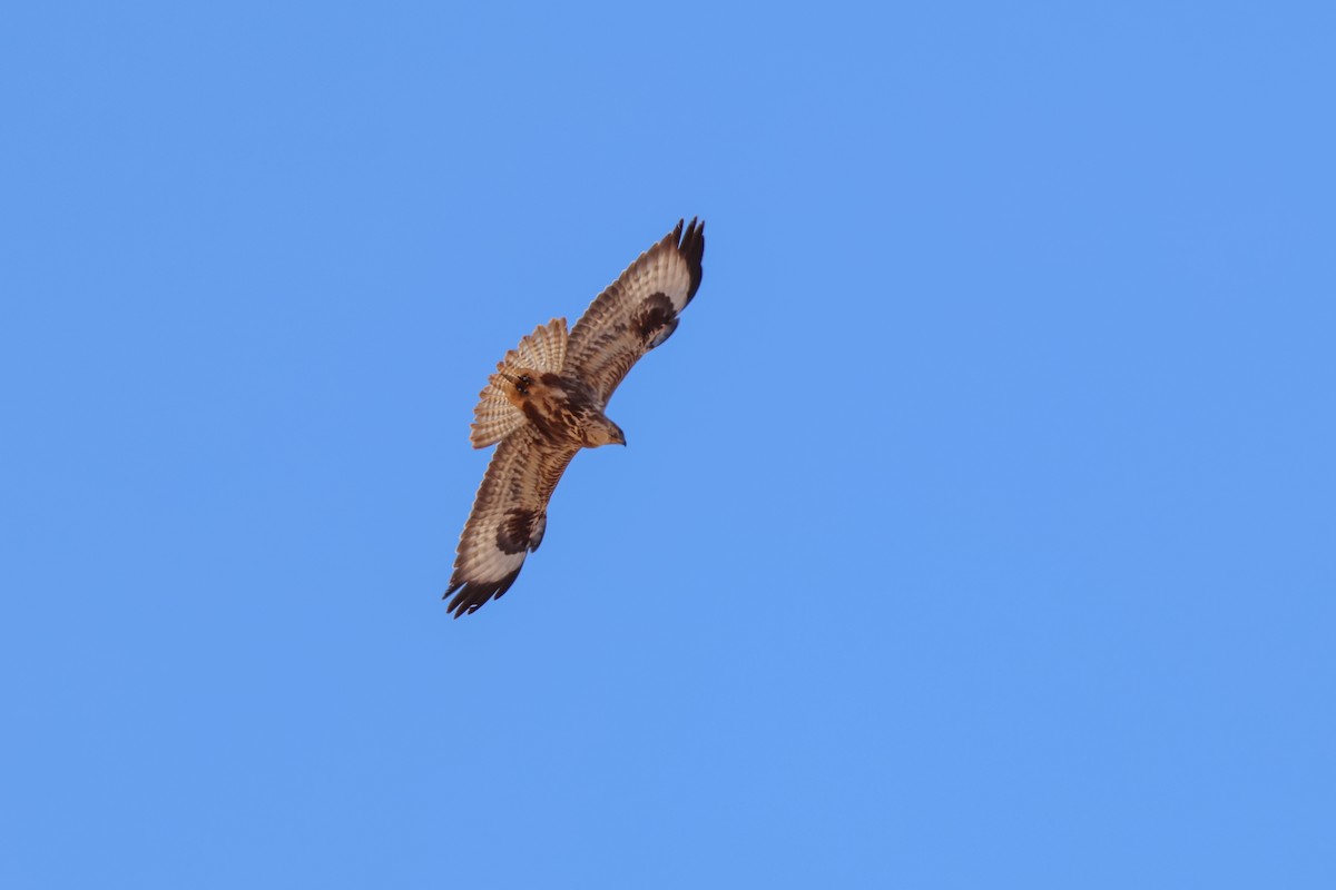 Common Buzzard (Canary Is.) - ML644434909
