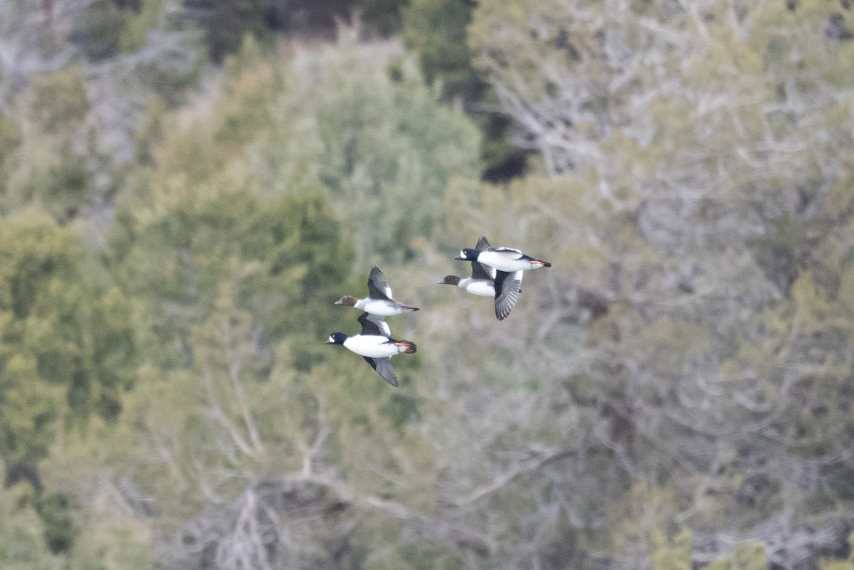 hohol islandský - ML644434910