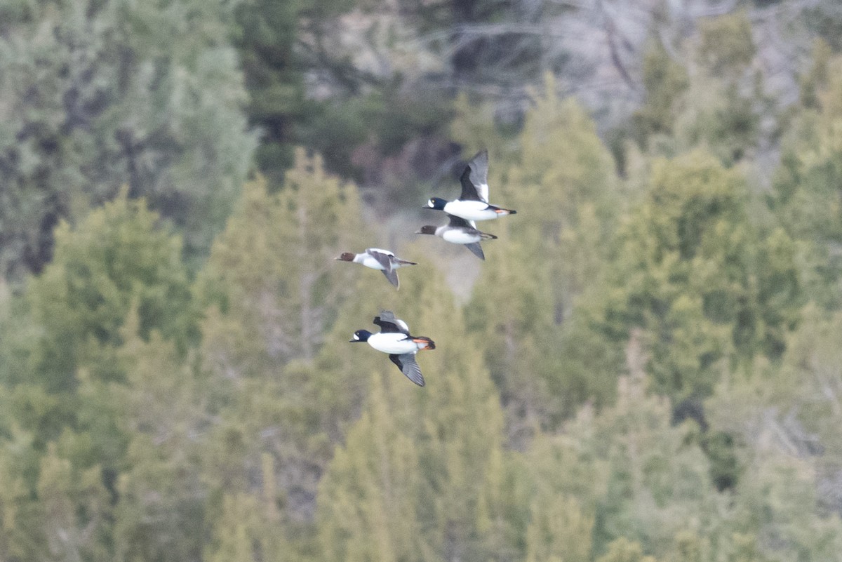 hohol islandský - ML644434911