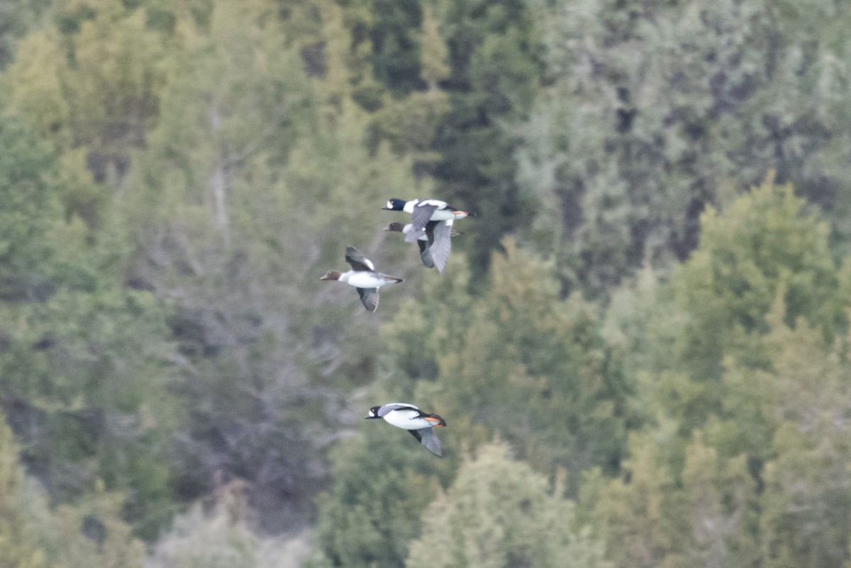 hohol islandský - ML644434912