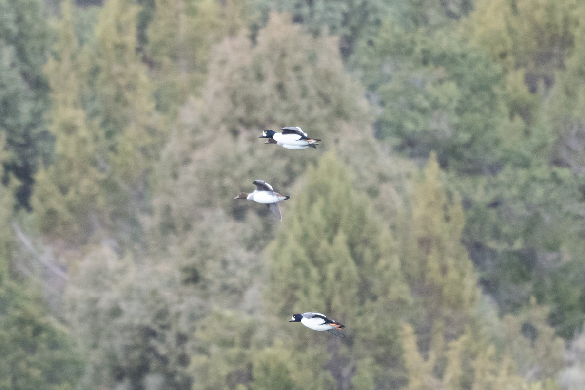 hohol islandský - ML644434913