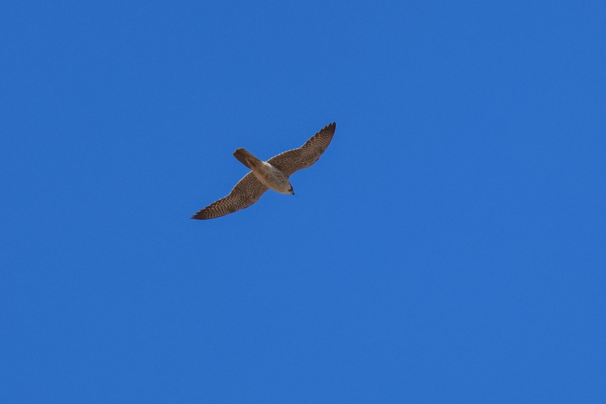 sokol stěhovavý (ssp. pelegrinoides) - ML644434916