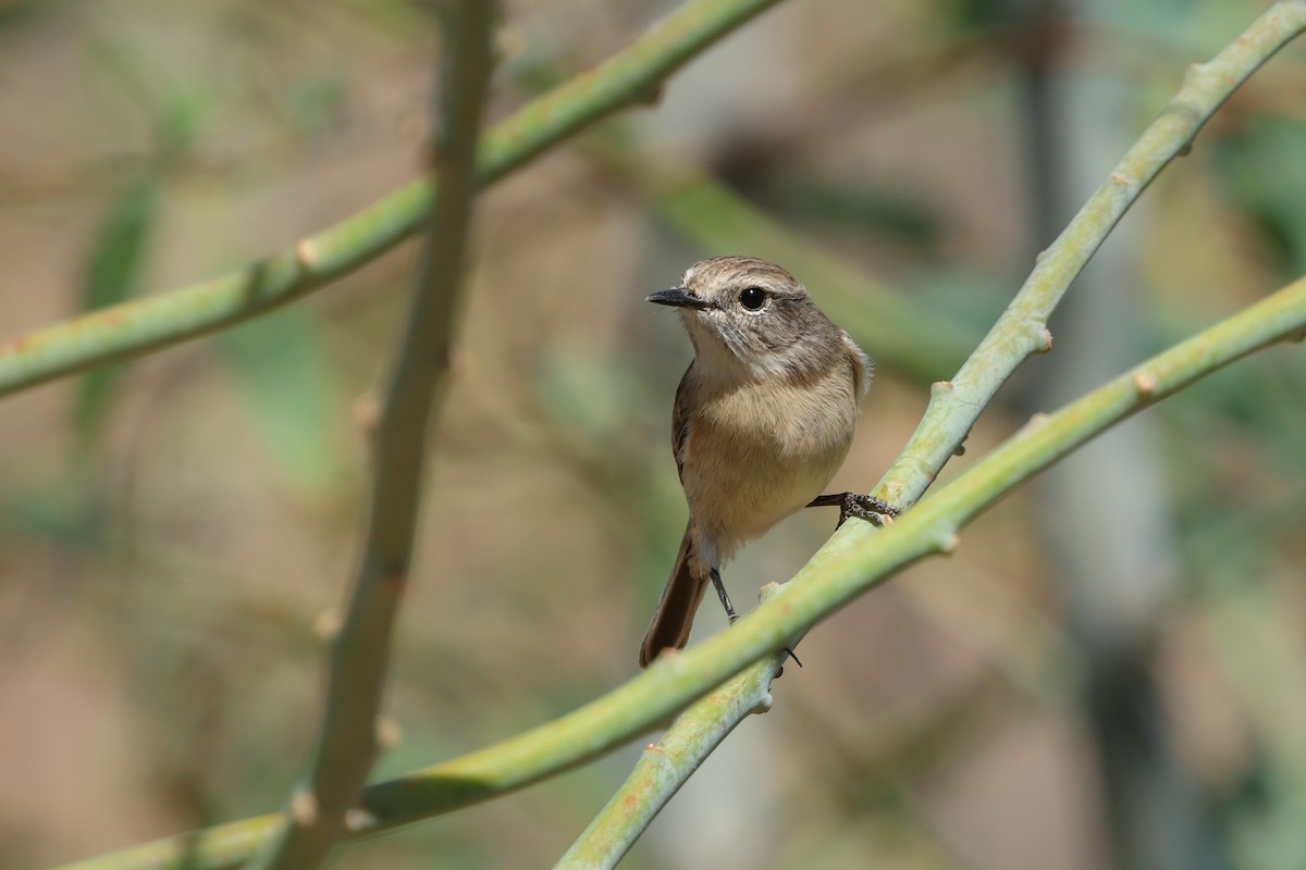 Fuerteventura Stonechat - ML644434927