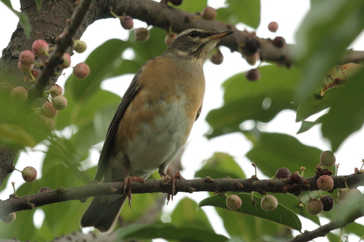 Халиун хөөндэй - ML644434935