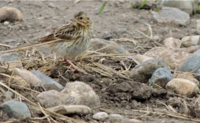 Chingolo Sabanero - ML644434937