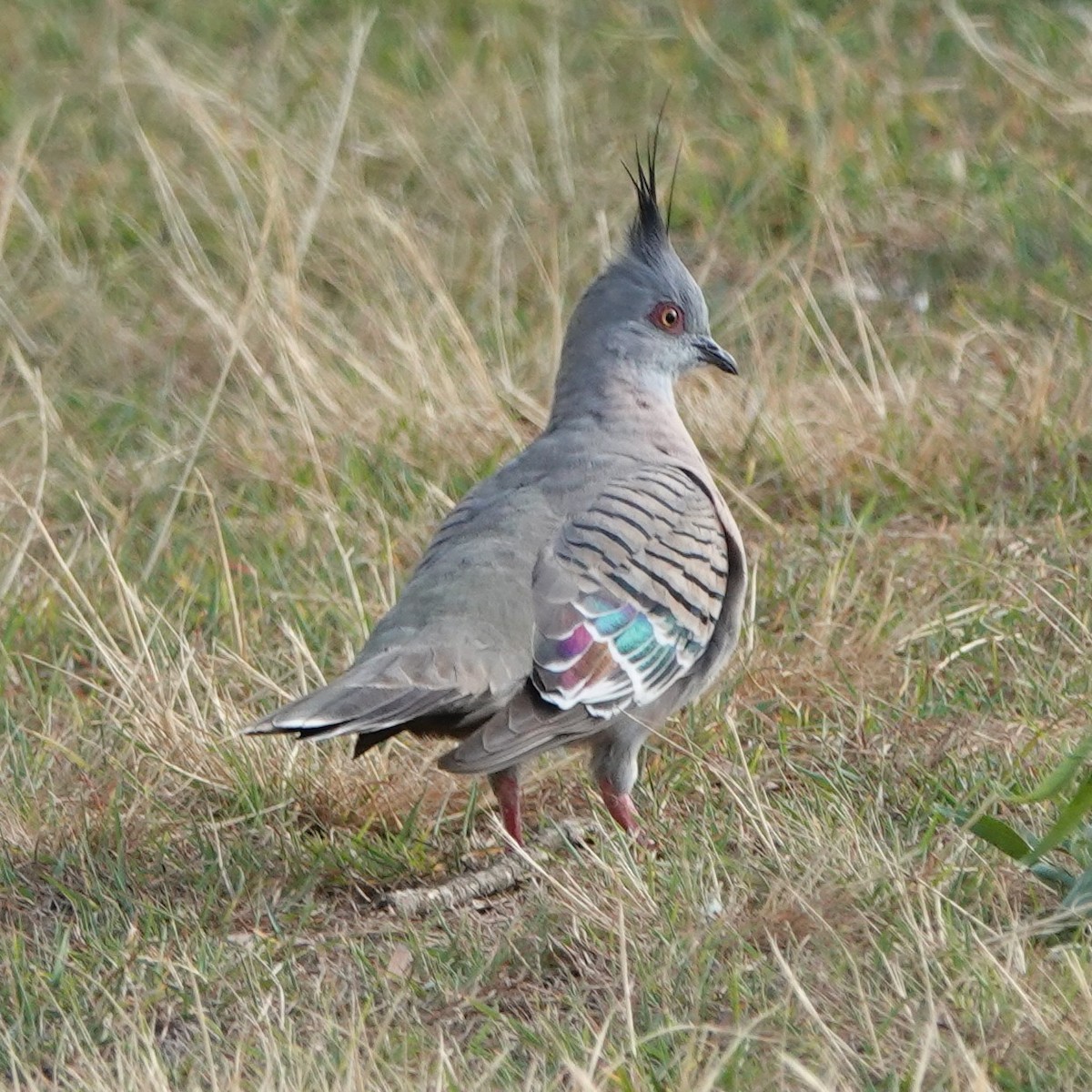 Crested Pigeon - ML644434949