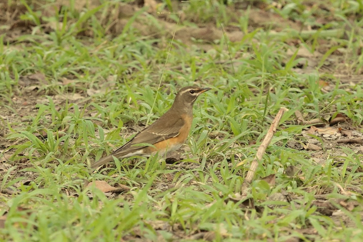 Халиун хөөндэй - ML644434954