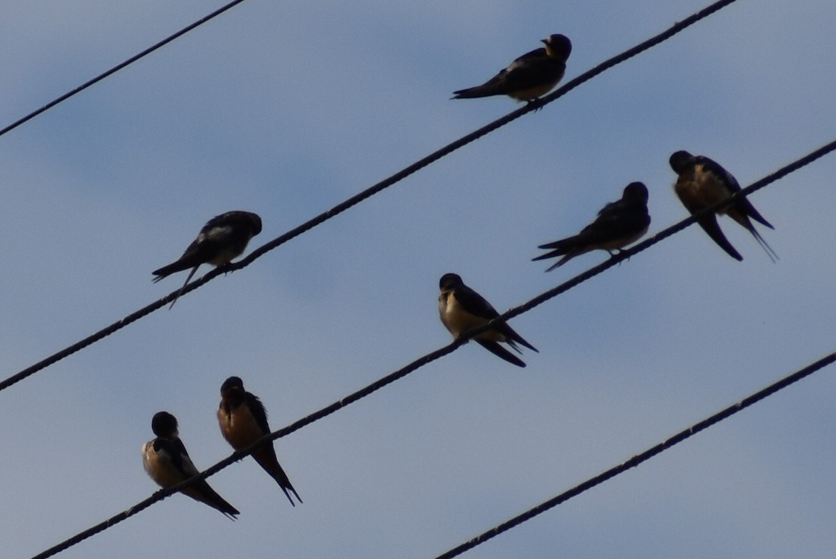 vlaštovka obecná - ML644434958