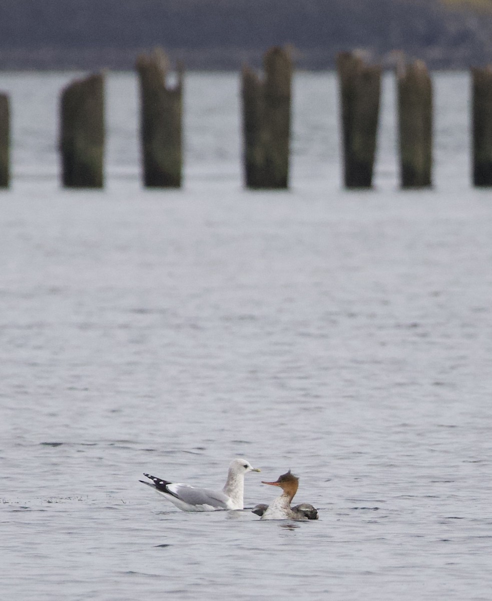 gull sp. - ML644434961