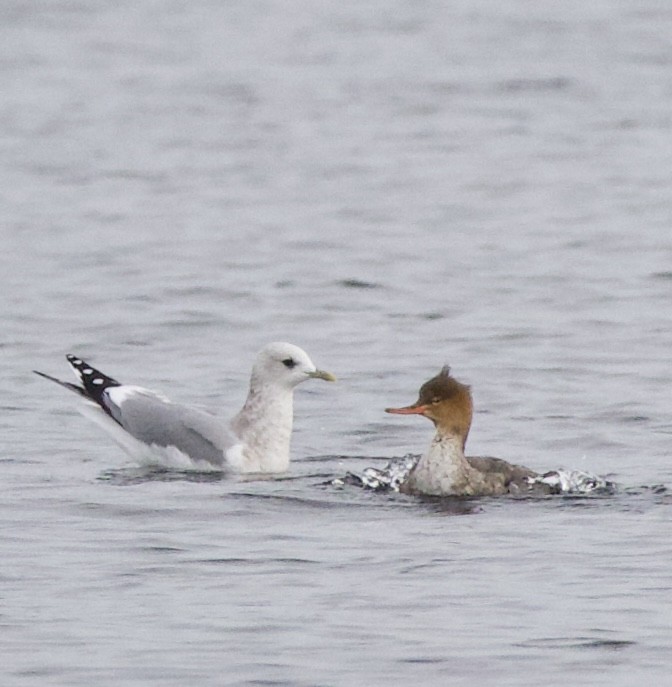 gull sp. - ML644434964