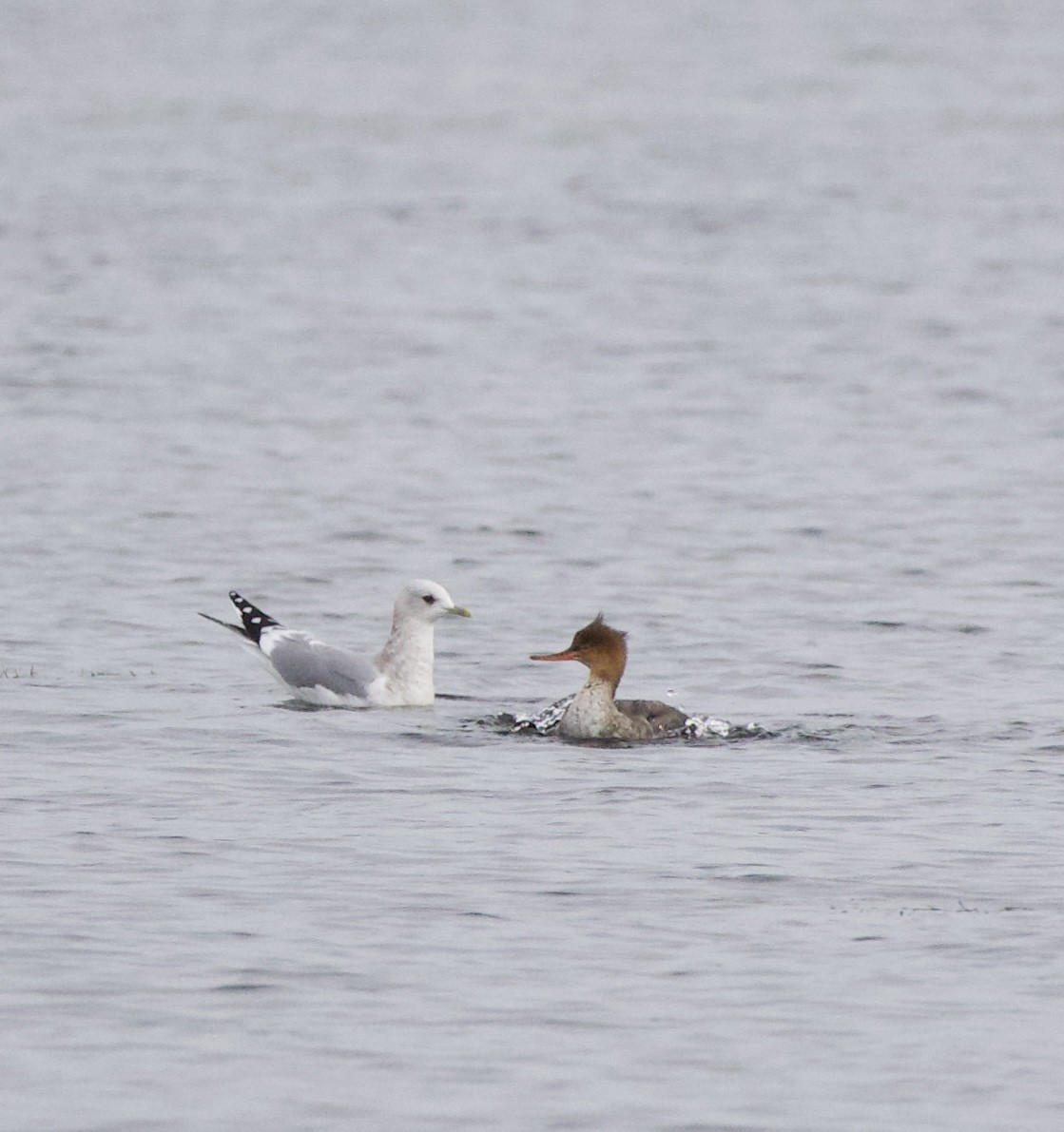 gull sp. - ML644434966