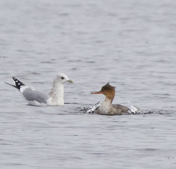 gull sp. - ML644434967