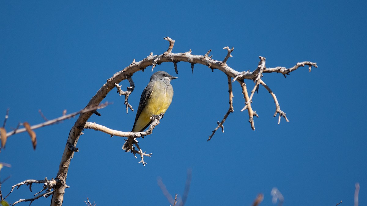 Cassin's Kingbird - ML644434973