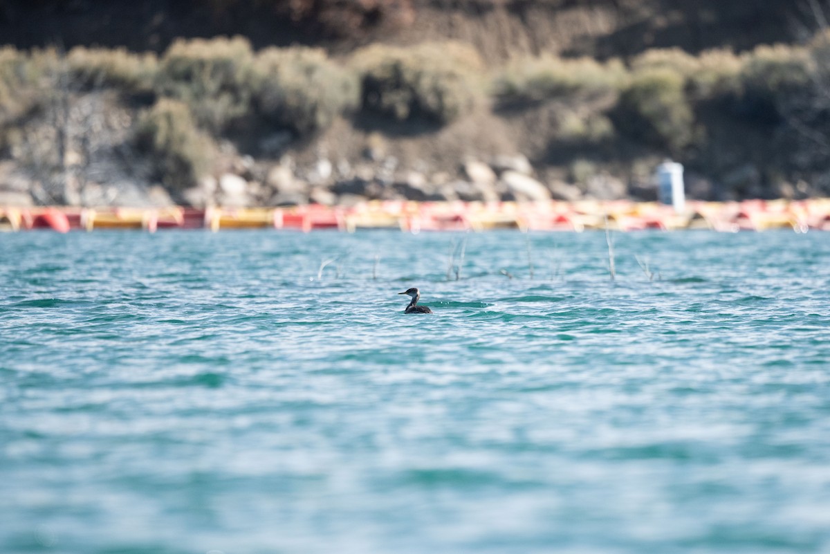 Somormujo Cuellirrojo - ML644434987