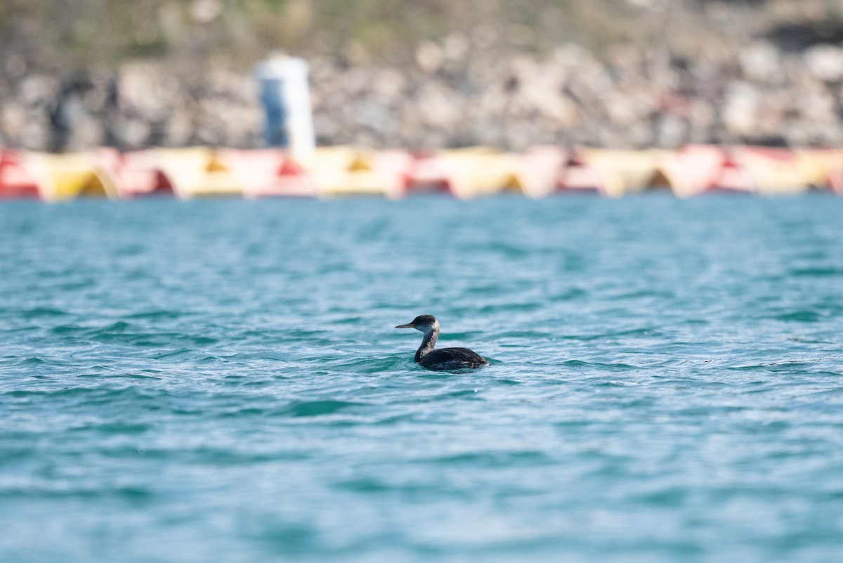 Somormujo Cuellirrojo - ML644434993