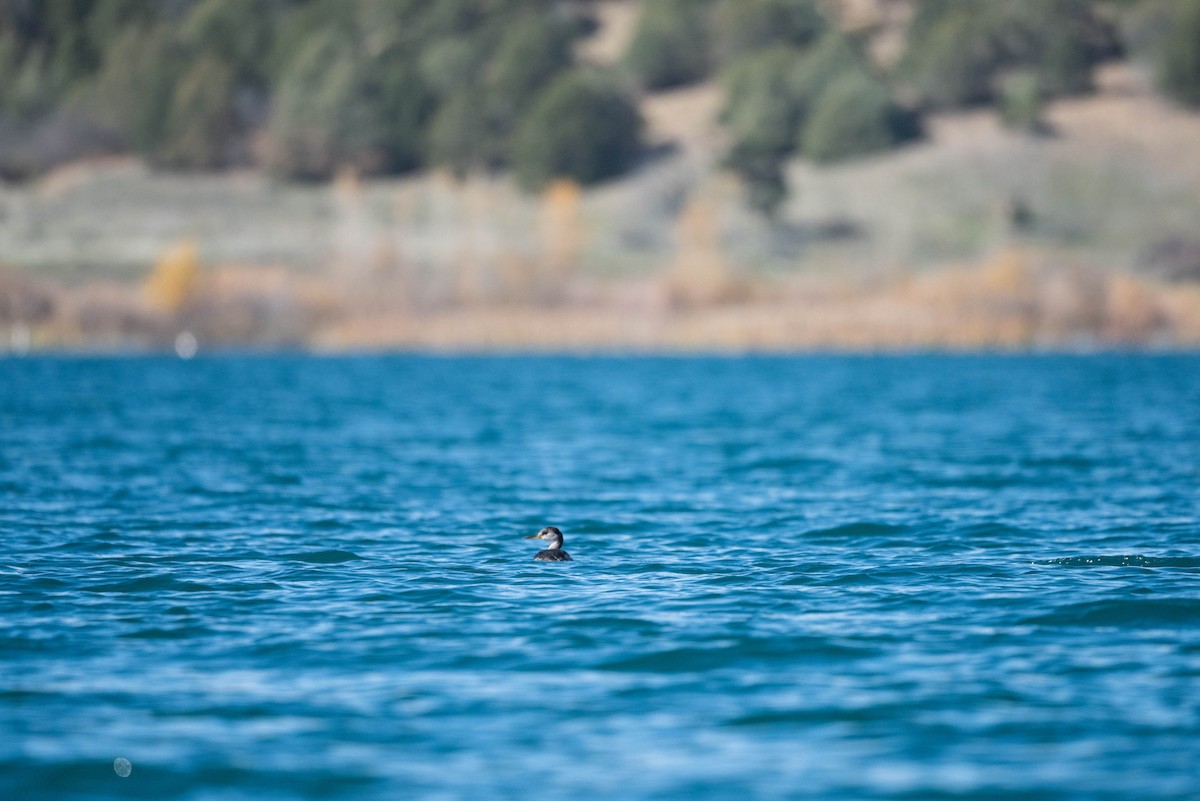 Somormujo Cuellirrojo - ML644434997