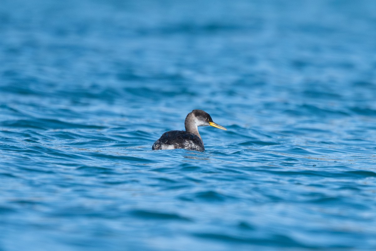 Somormujo Cuellirrojo - ML644435000