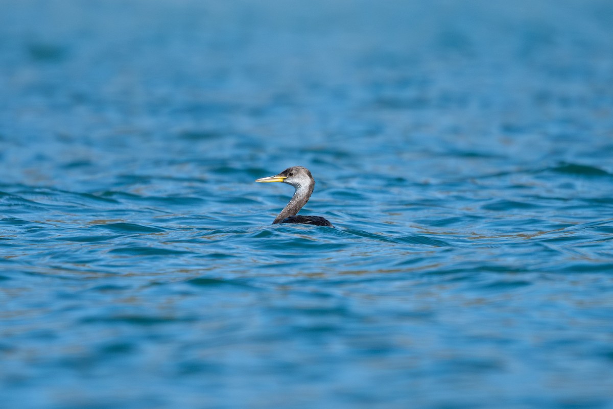 Somormujo Cuellirrojo - ML644435001